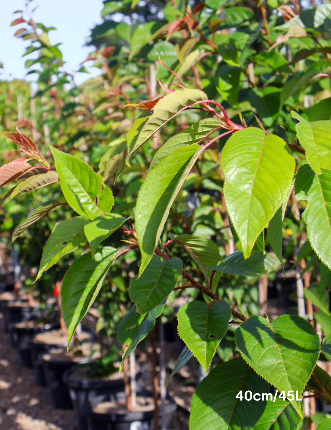 Prunus serrulata 'Kanzan' - Evergreen Trees Direct