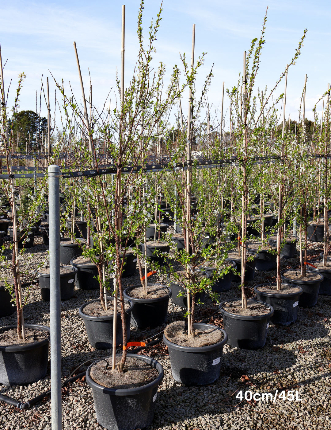 Prunus salicina 'Santa Rosa' Plum - Evergreen Trees Direct