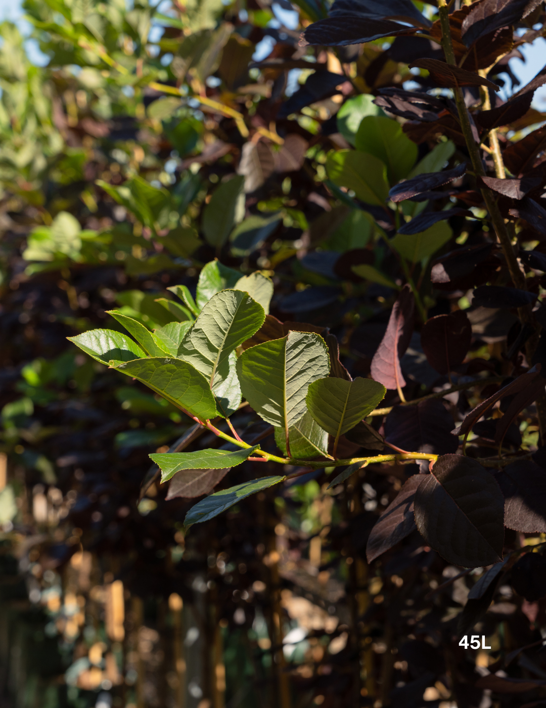 Prunus virginiana ‘Purple Jewel’ – Purple Jewel Chokecherry - Evergreen Trees Direct