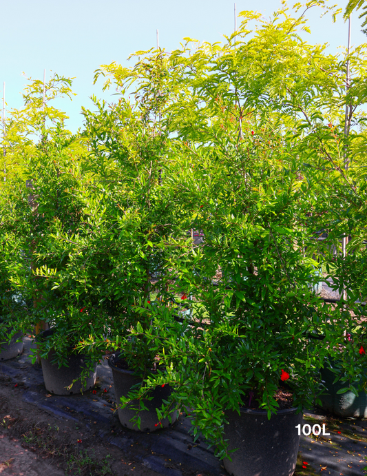 Punica granatum 'Wonderful' Pomegranate Tree