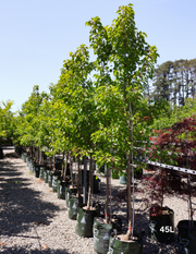 Pyrus calleryana 'Aristocrat' - Evergreen Trees Direct