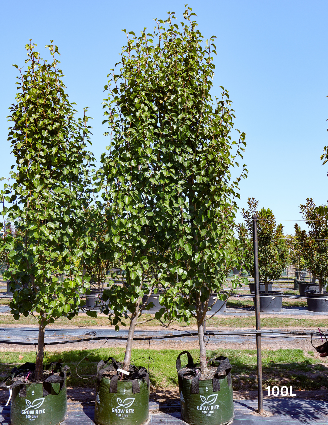 Pyrus calleryana 'Bradford' - Evergreen Trees Direct