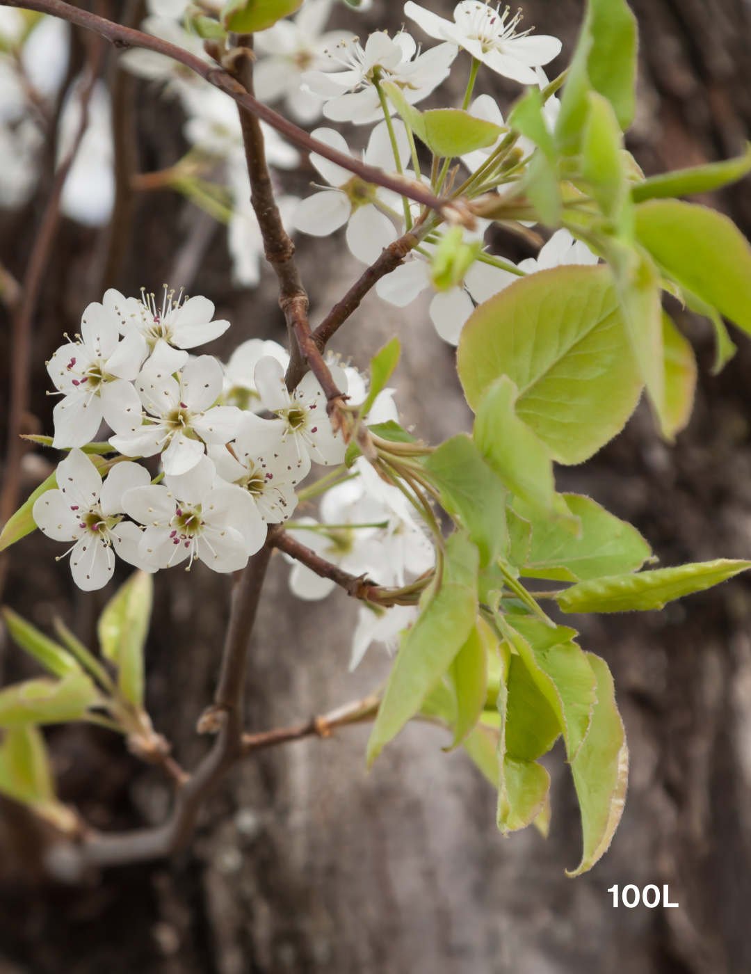 Pyrus calleryana 'Bradford' - Evergreen Trees Direct