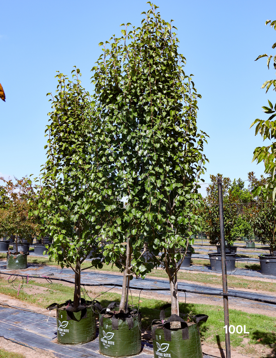 Pyrus calleryana 'Bradford' - Evergreen Trees Direct