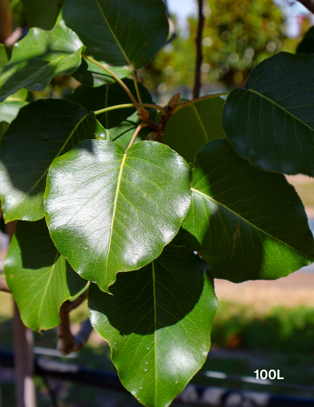 Pyrus calleryana 'Bradford' - Evergreen Trees Direct