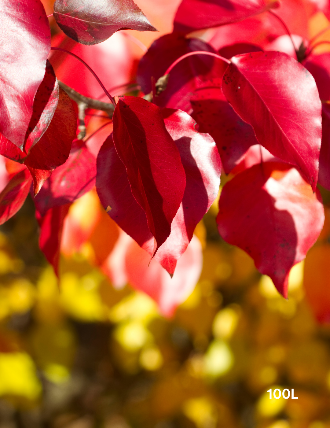 Pyrus calleryana 'Bradford' - Evergreen Trees Direct