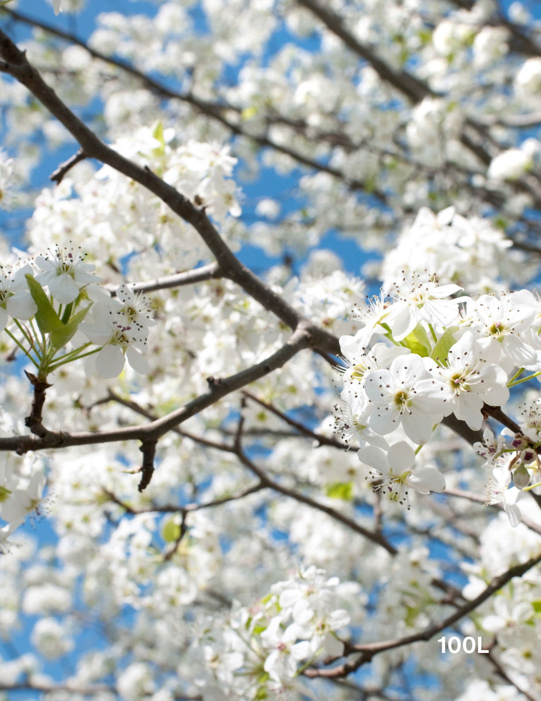Pyrus calleryana 'Bradford' - Evergreen Trees Direct