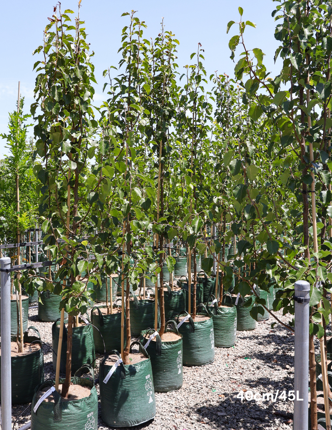 Pyrus calleryana 'Bradford' - Evergreen Trees Direct