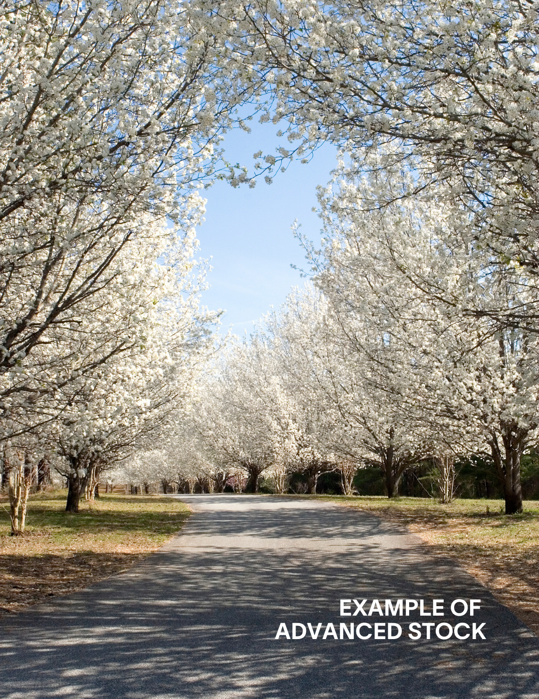 Pyrus calleryana 'Bradford' - Evergreen Trees Direct