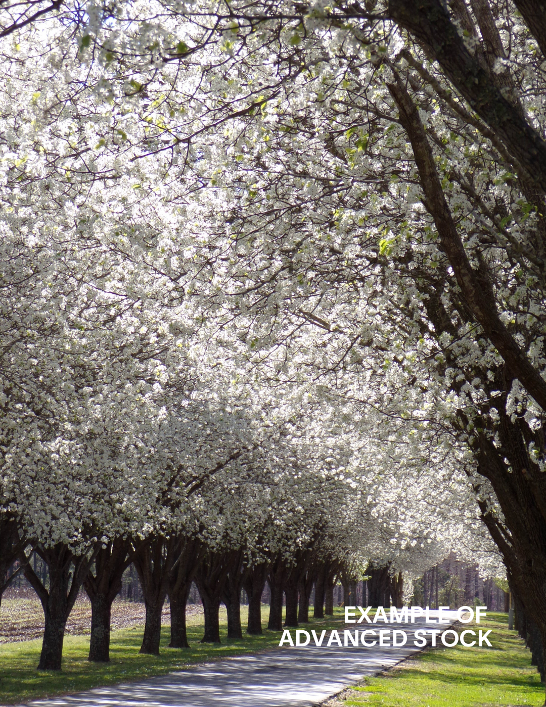 Pyrus calleryana 'Bradford' - Evergreen Trees Direct