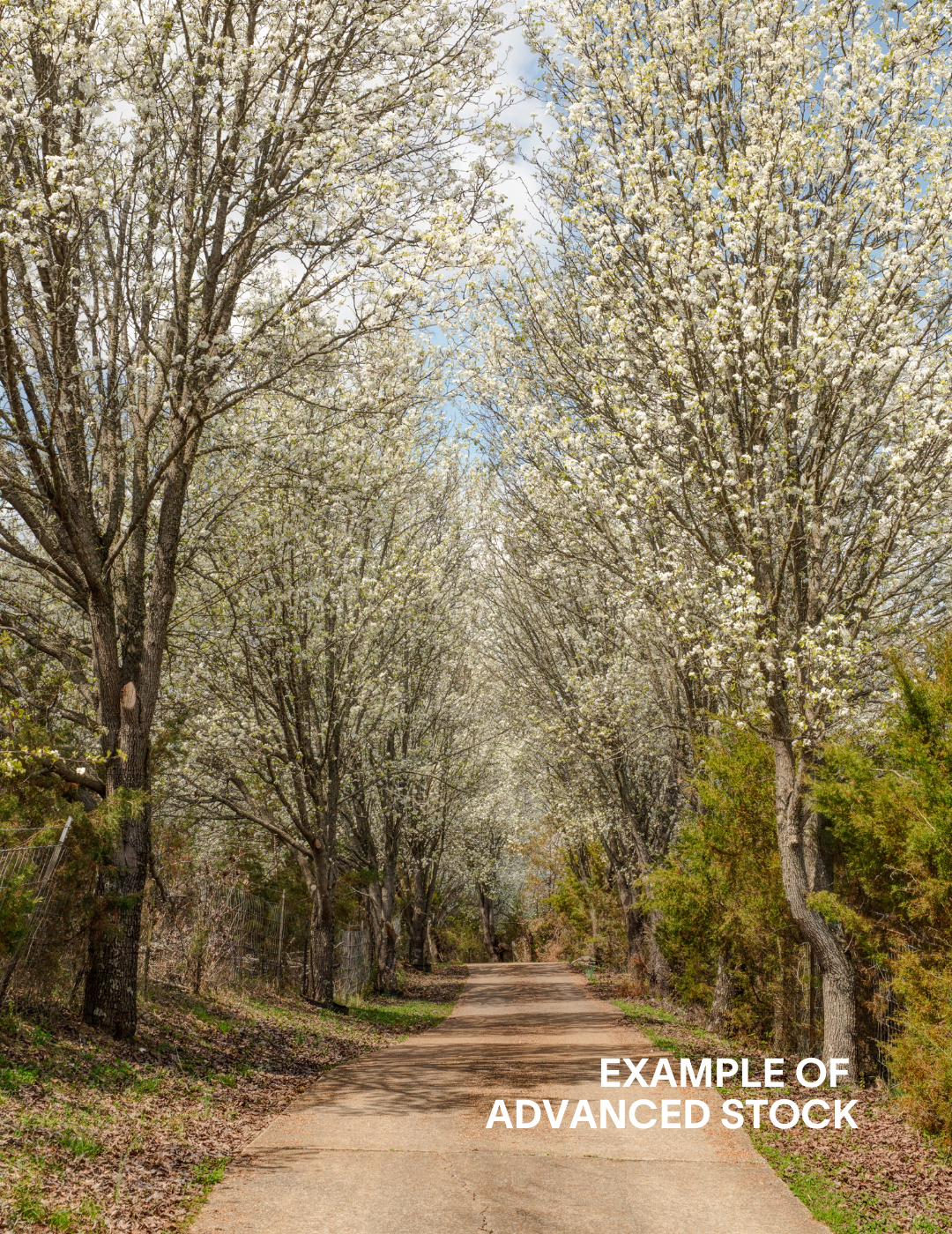 Pyrus calleryana 'Bradford' - Evergreen Trees Direct