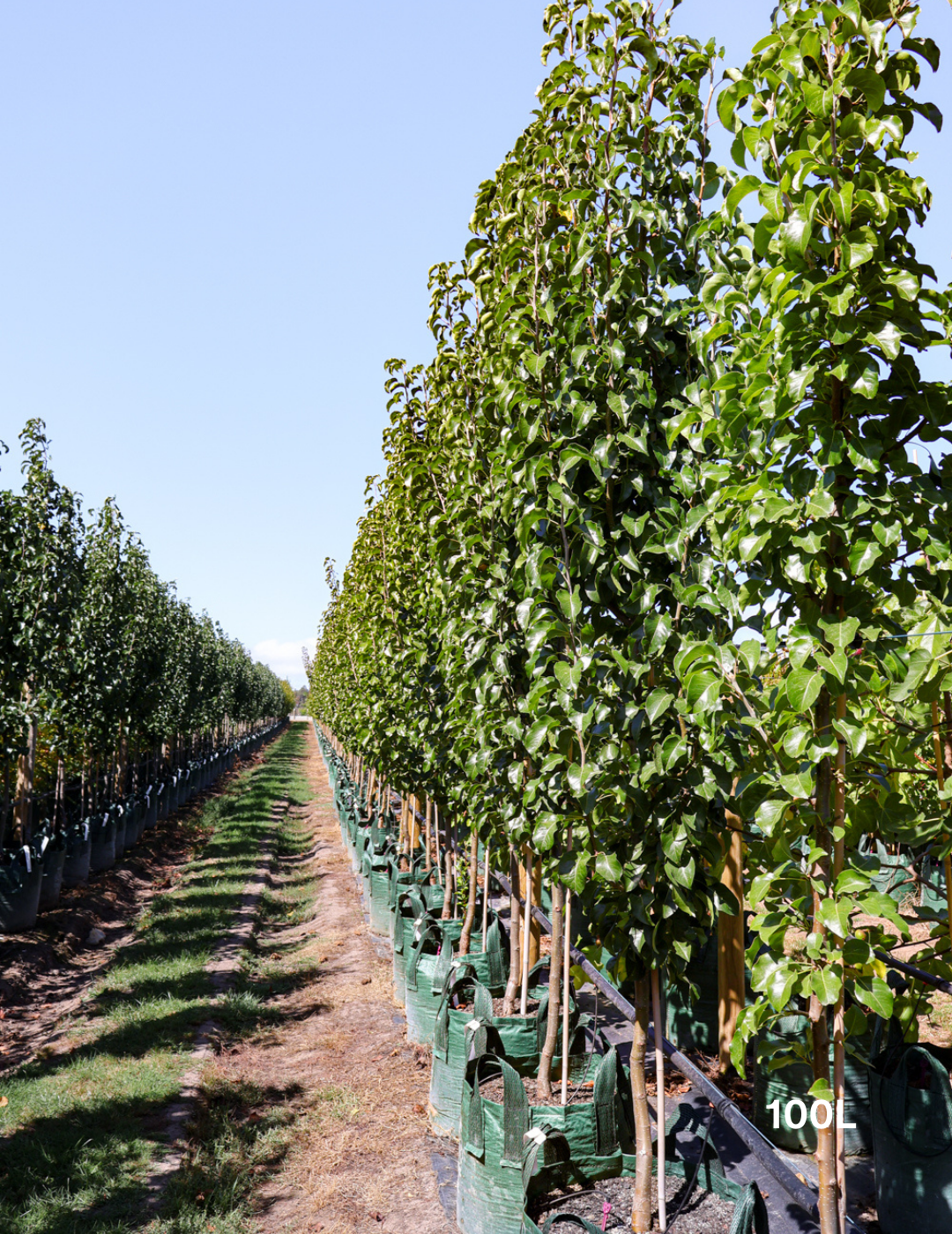 Pyrus calleryana Capital - Evergreen Trees Direct