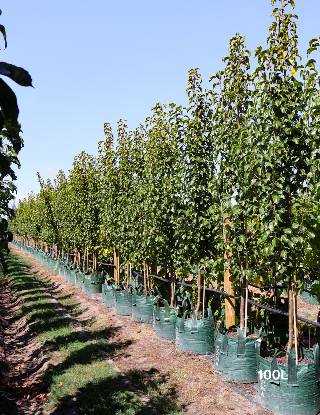 Pyrus calleryana Capital - Evergreen Trees Direct