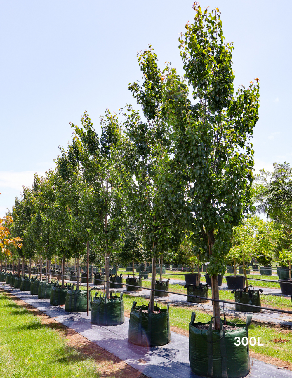 Captial Tree Pyrus calleryana ‘Capital’ – Narrow Ornamental Pear Tree for Streets ...