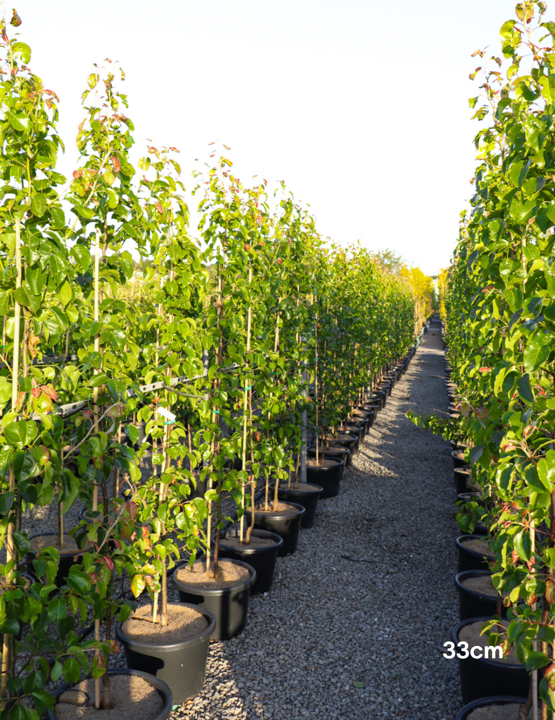 Pyrus calleryana Capital - Evergreen Trees Direct