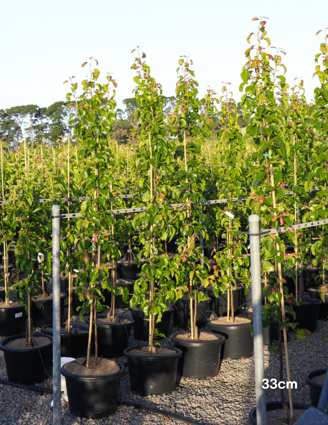 Pyrus calleryana Capital - Evergreen Trees Direct