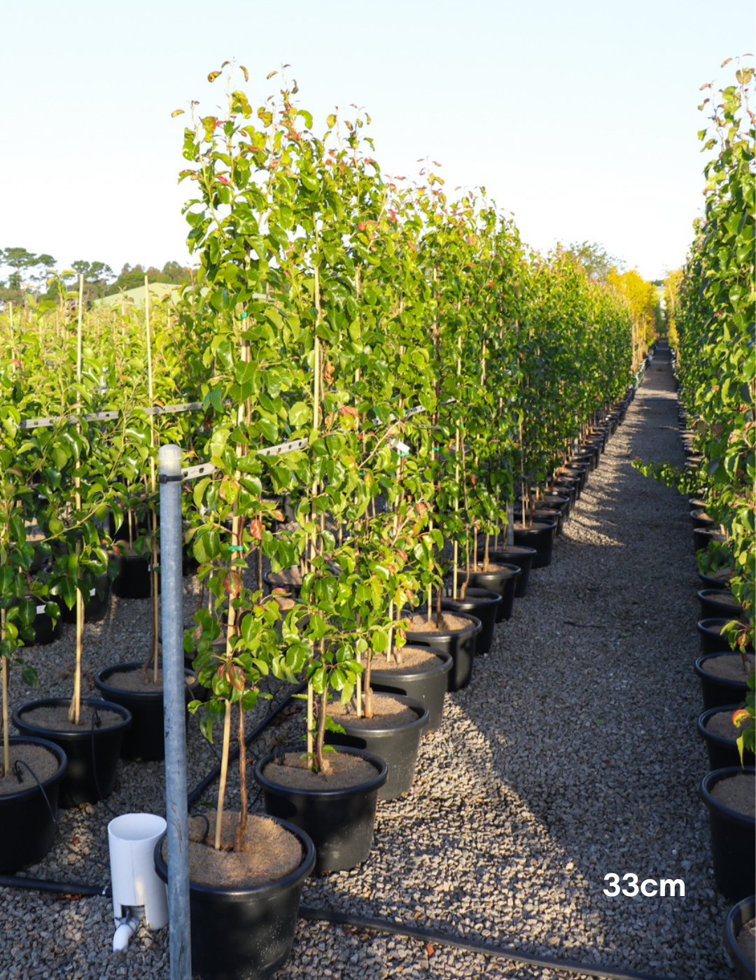Pyrus calleryana Capital - Evergreen Trees Direct