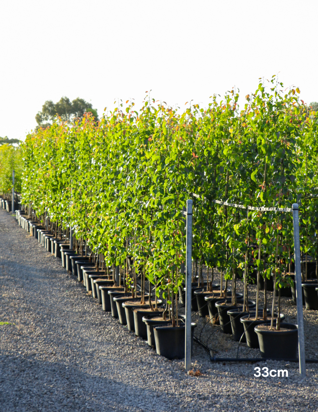 Pyrus calleryana 'Capital'