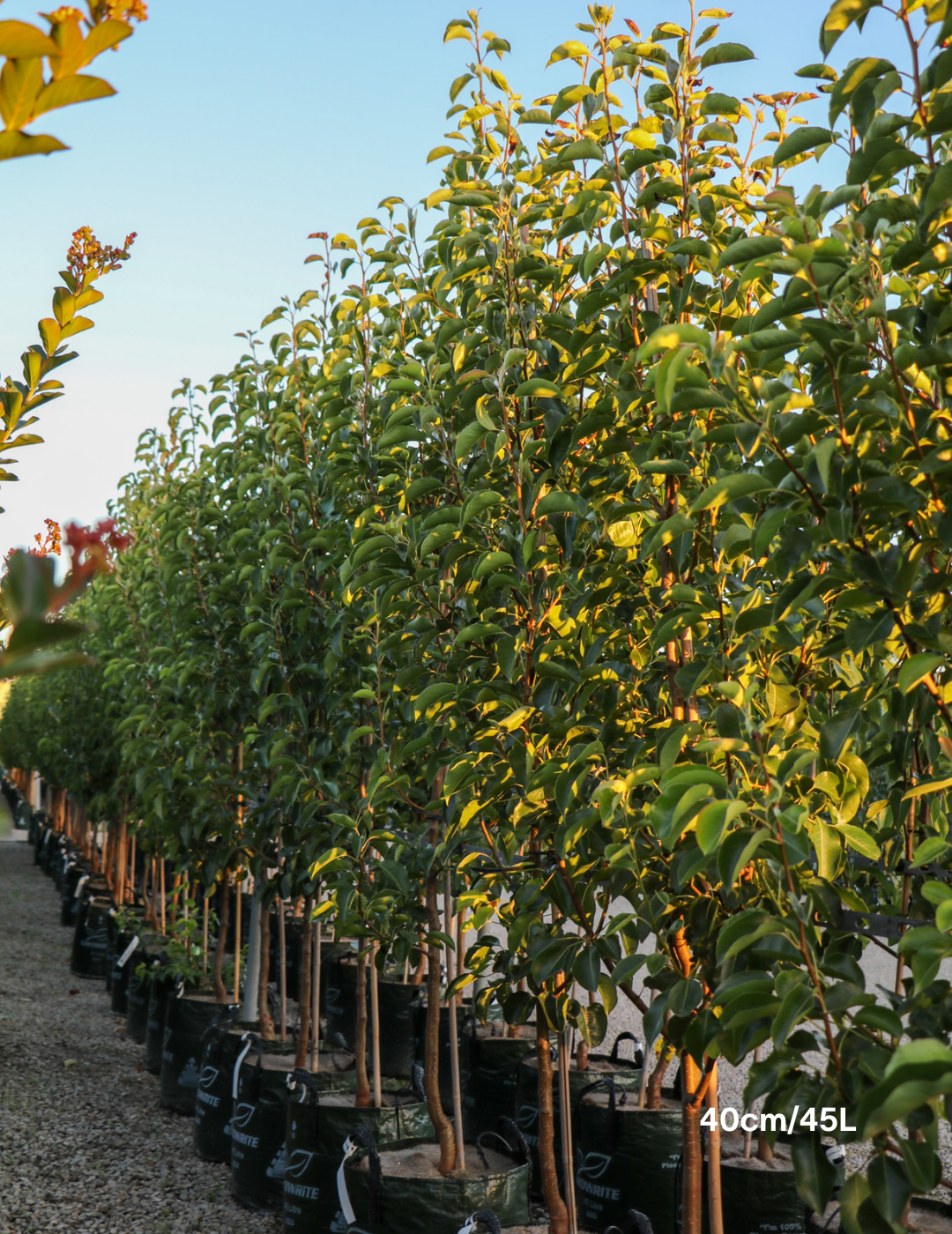 Pyrus calleryana Capital - Evergreen Trees Direct