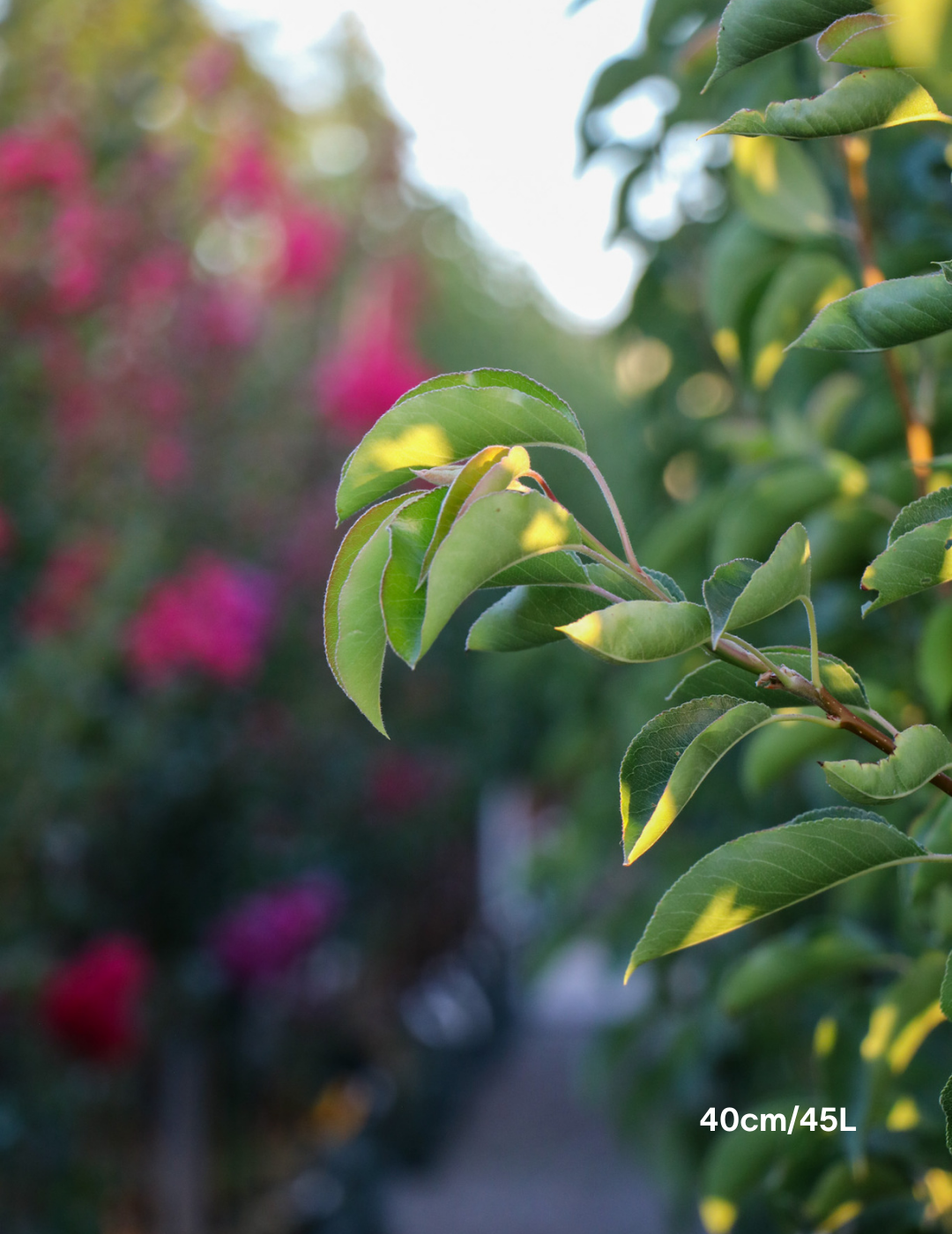 Pyrus calleryana Capital - Evergreen Trees Direct