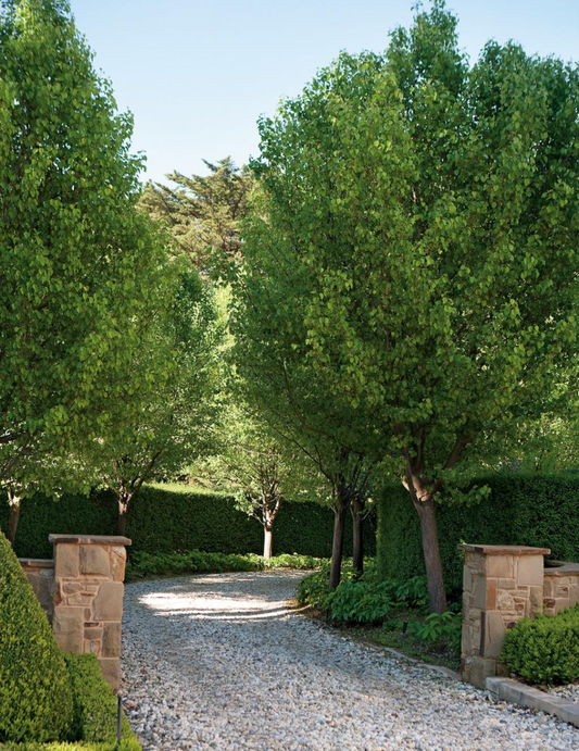 Pyrus calleryana 'Chanticleer'