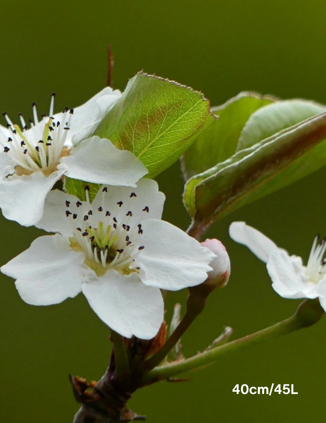 Pyrus calleryana x pyrifolia 'Javelin' Ornamental Pear Evergreen