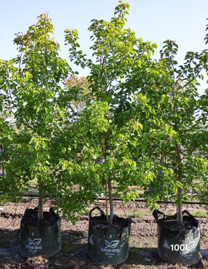 Pyrus ussuriensis | Manchurian Pear Avenue Tree