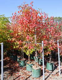 Pyrus ussuriensis | Manchurian Pear Avenue Tree