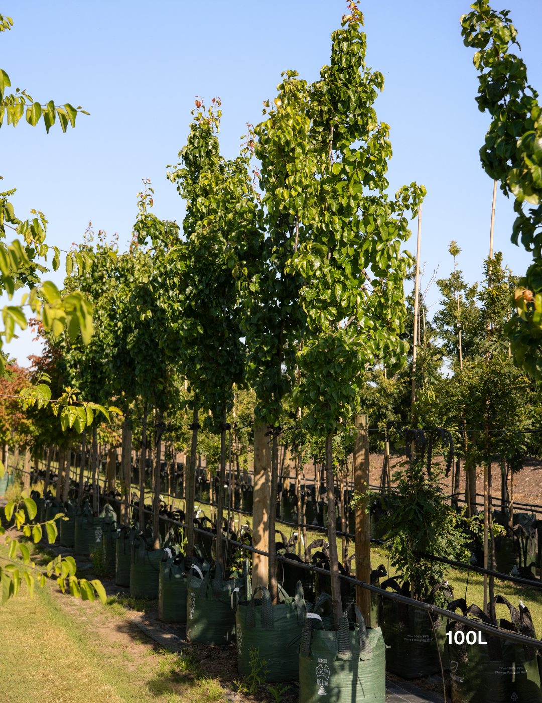Pyrus calleryana 'Capital' - Capital Ornamental Pear - Evergreen Trees Direct