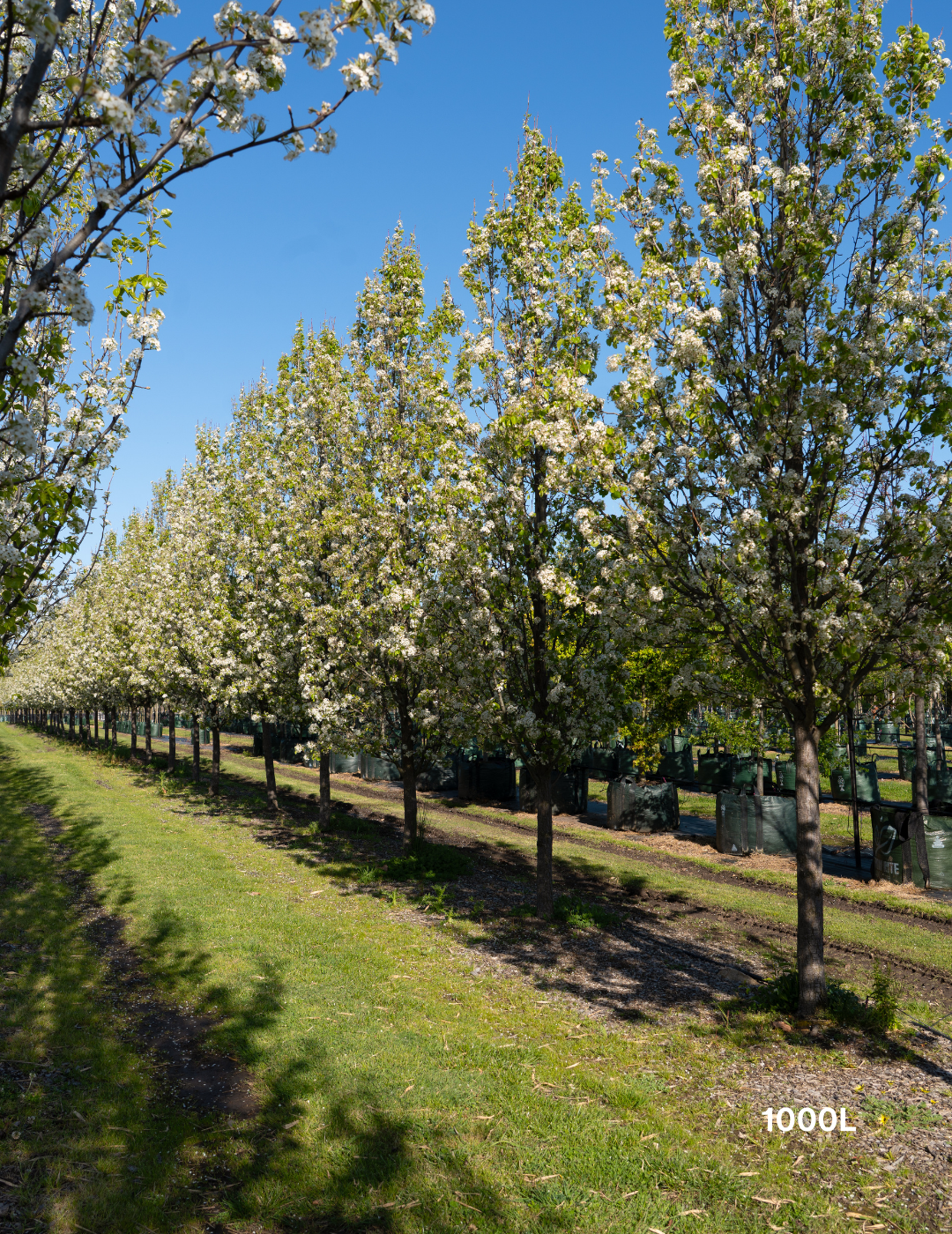 Pyrus calleryana 'Chanticleer' - Evergreen Trees Direct