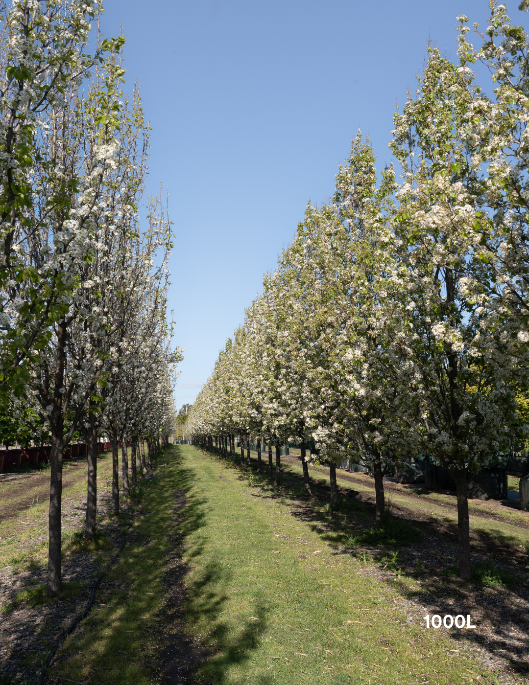 Pyrus calleryana 'Chanticleer' - Evergreen Trees Direct