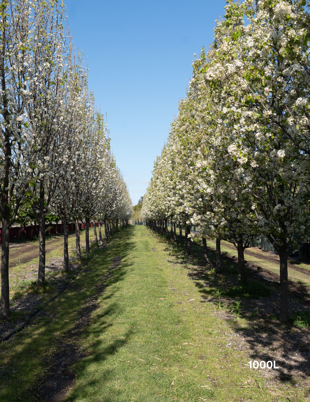 Pyrus calleryana 'Chanticleer'