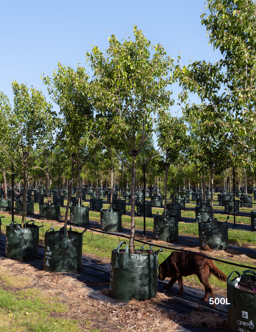 Pyrus nivalis - Snow Pear - Evergreen Trees Direct