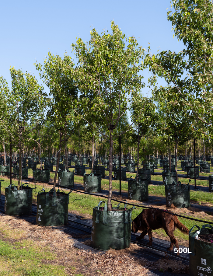 Pyrus nivalis - Snow Pear - Evergreen Trees Direct