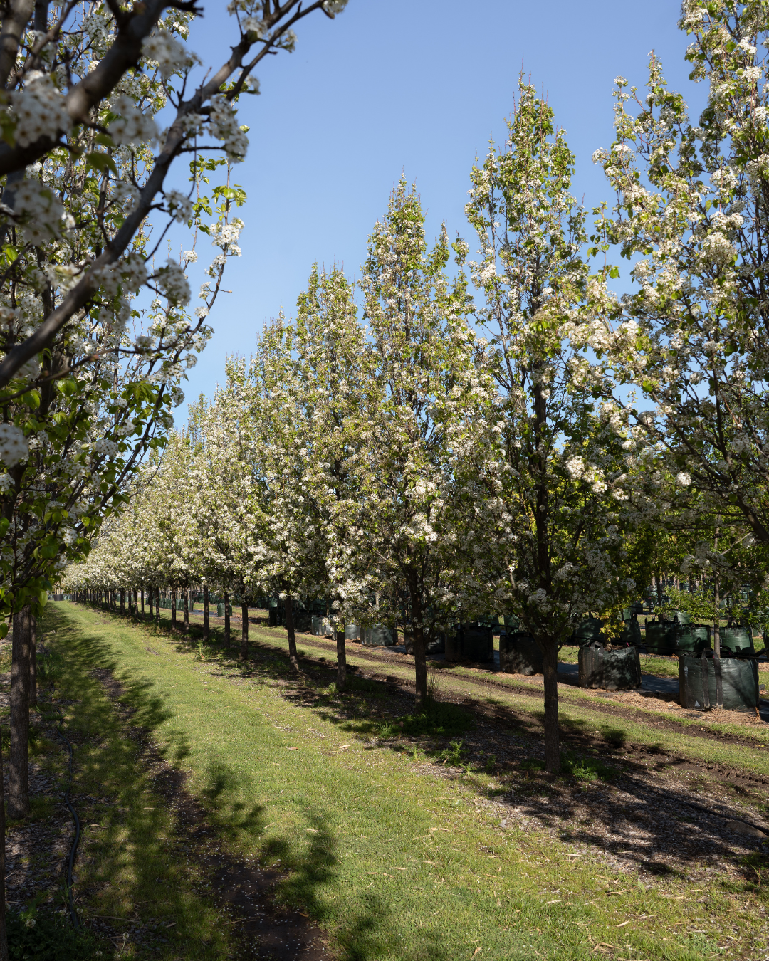 Pyrus calleryana 'Chanticleer'
