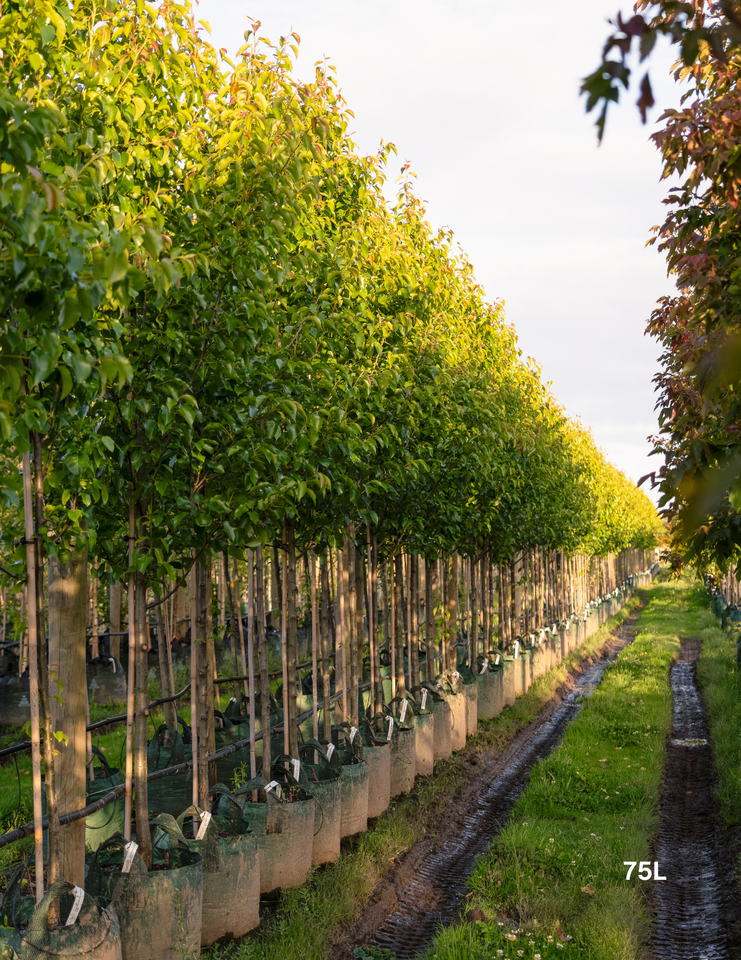 Pyrus calleryana 'Capital' - Capital Ornamental Pear - Evergreen Trees Direct