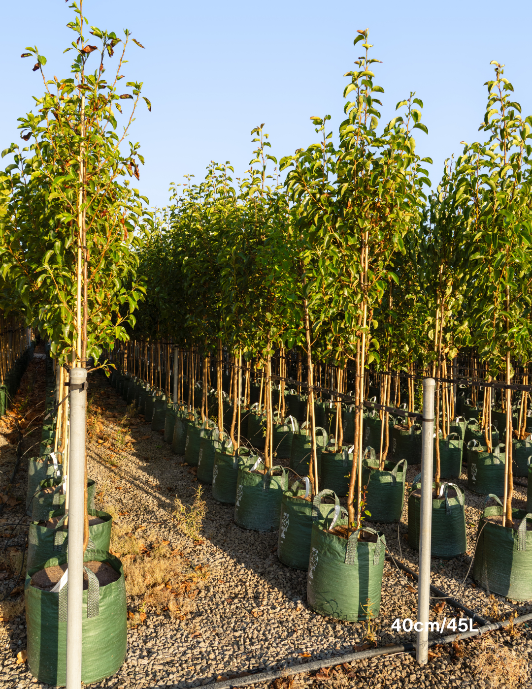 Pyrus calleryana 'Cleveland Select' - Evergreen Trees Direct