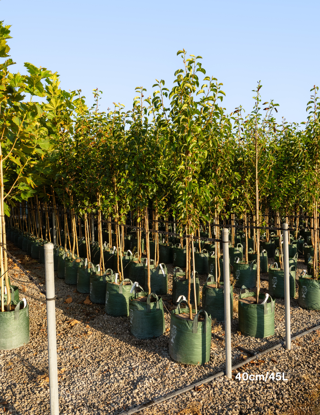 Pyrus calleryana 'Cleveland Select' - Evergreen Trees Direct