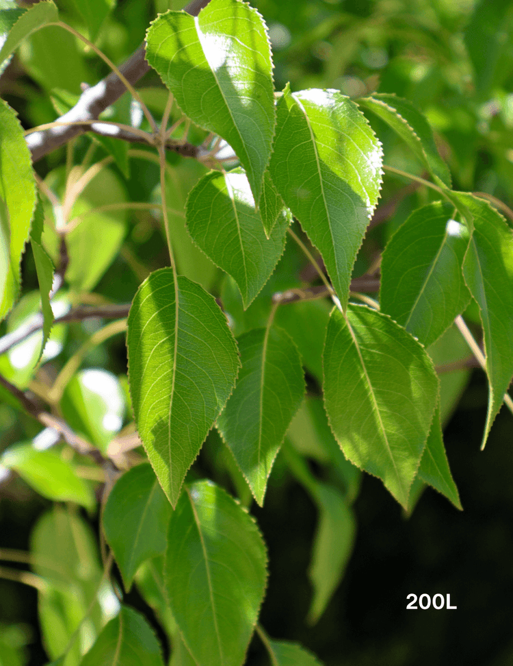 Pyrus betulaefolia 'Southworth Dancer'