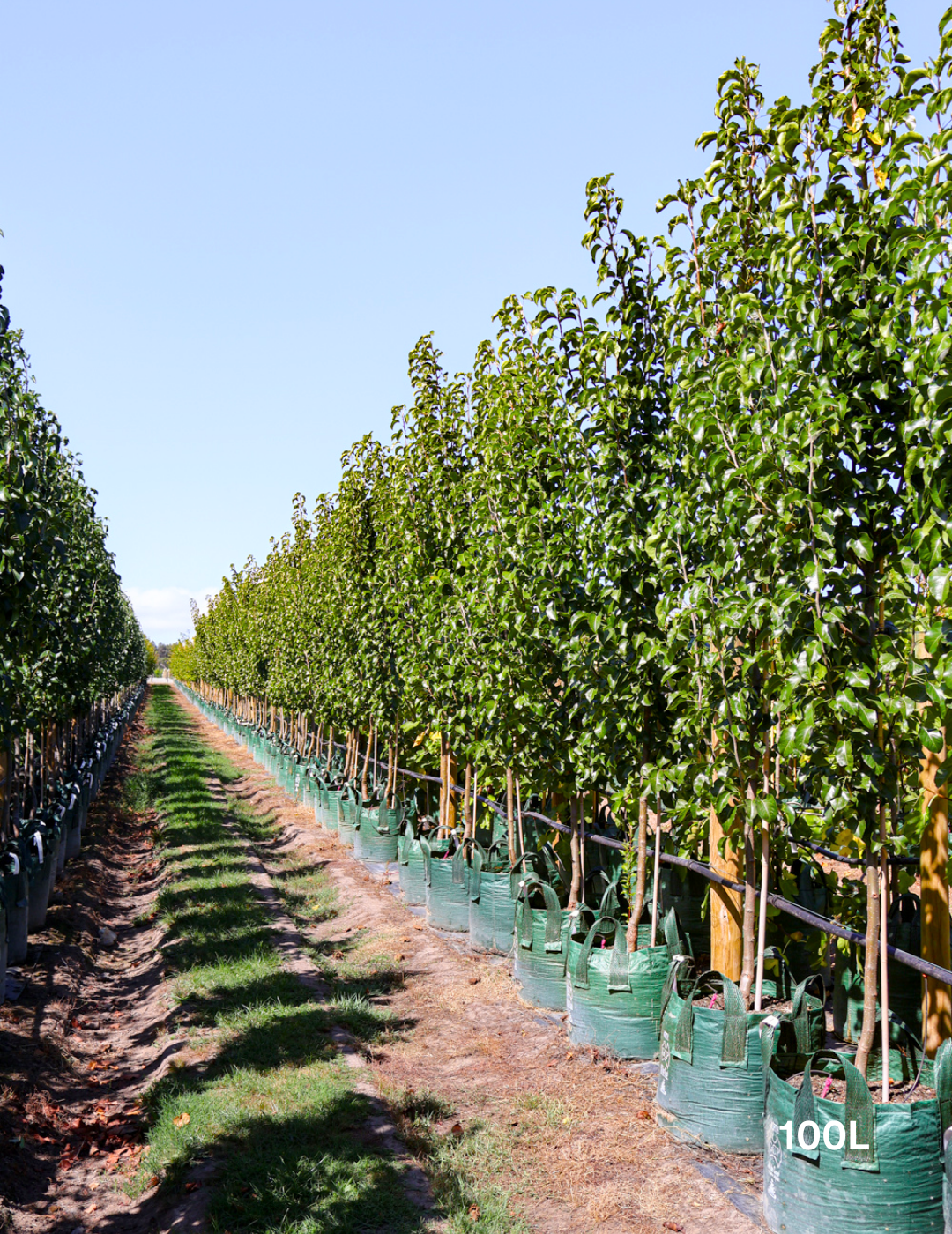 Pyrus calleryana Capital - Evergreen Trees Direct