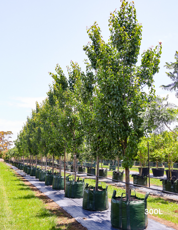 Trees With Less Invasive Roots Top 5 Evergreen Trees with Non-Invasive Roots | Evergreen Trees Direct