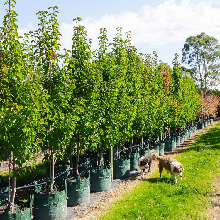 Pyrus calleryana 'Cleveland Select'