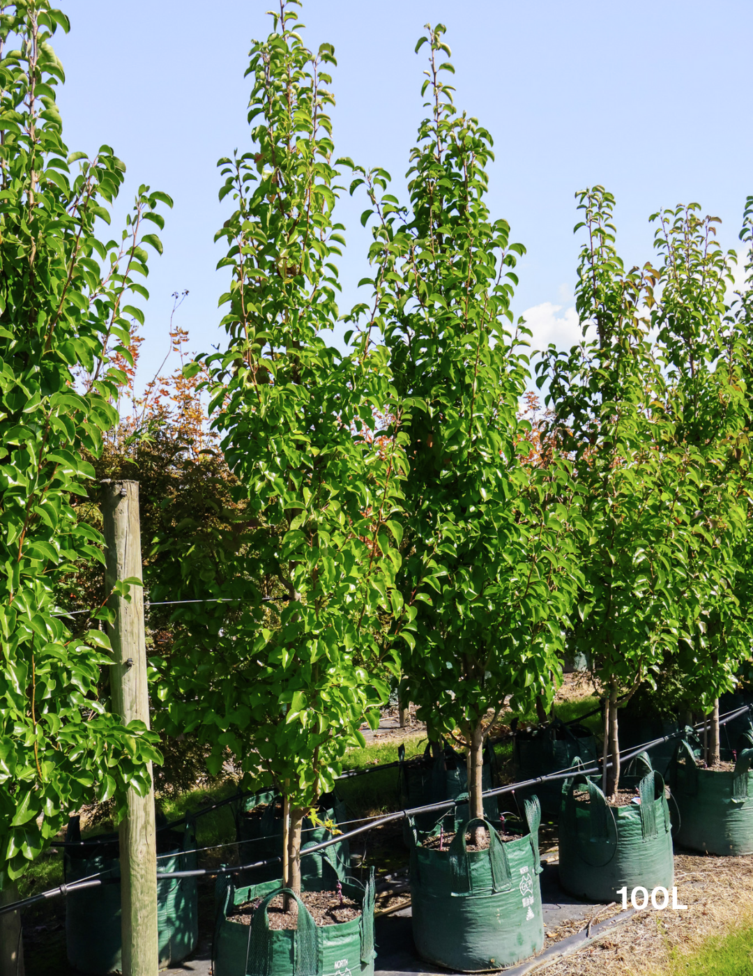 Pyrus calleryana 'Cleveland Select' - Evergreen Trees Direct