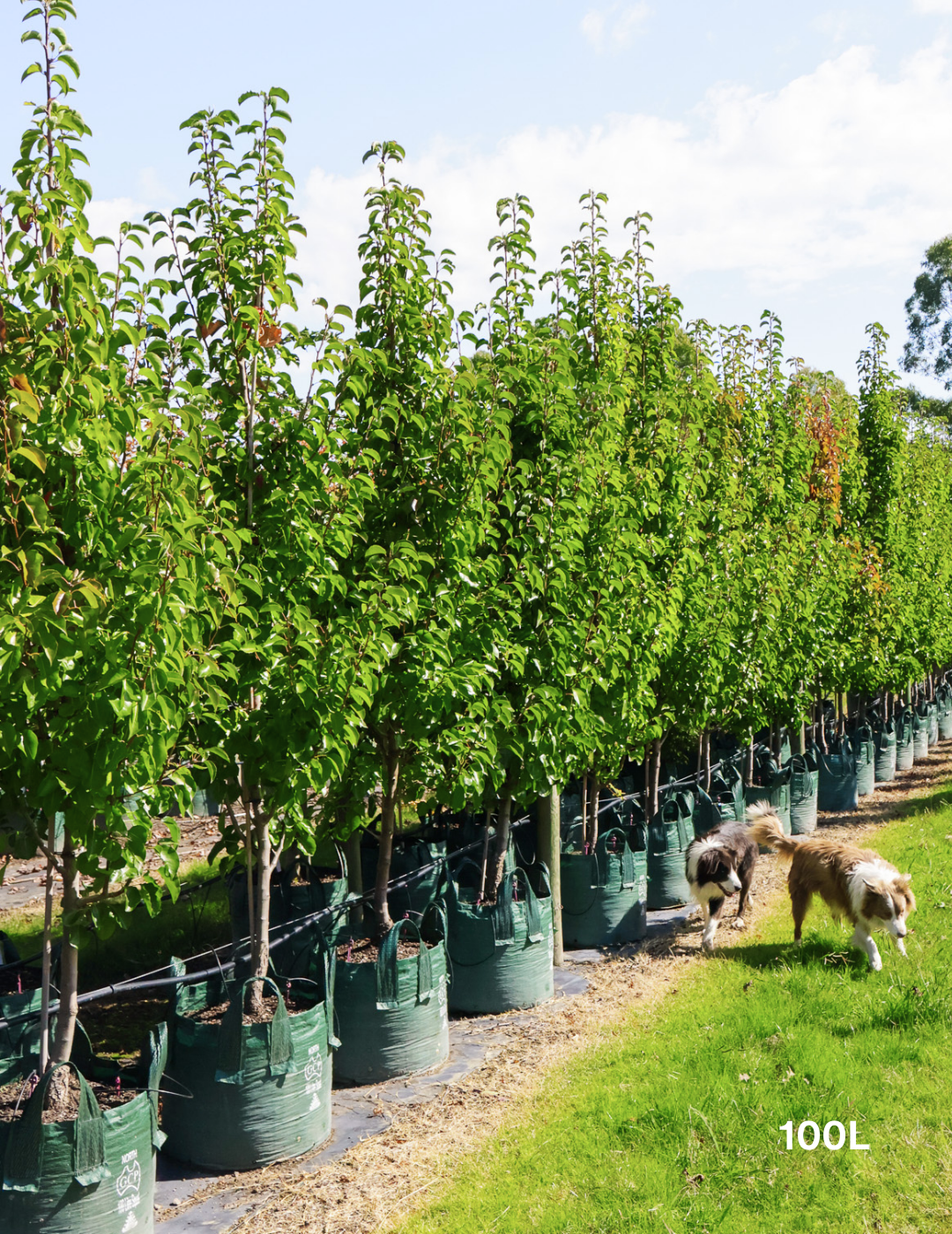 Pyrus calleryana 'Cleveland Select' - Evergreen Trees Direct