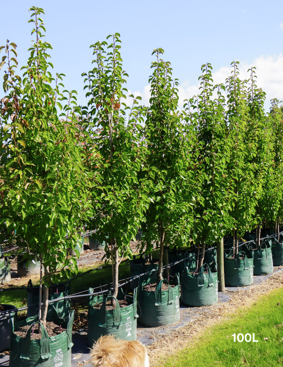 Pyrus calleryana 'Cleveland Select' - Evergreen Trees Direct