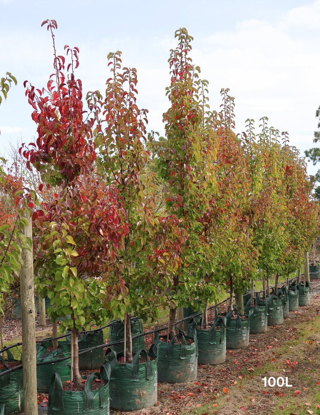 Pyrus calleryana 'Cleveland Select' - Evergreen Trees Direct