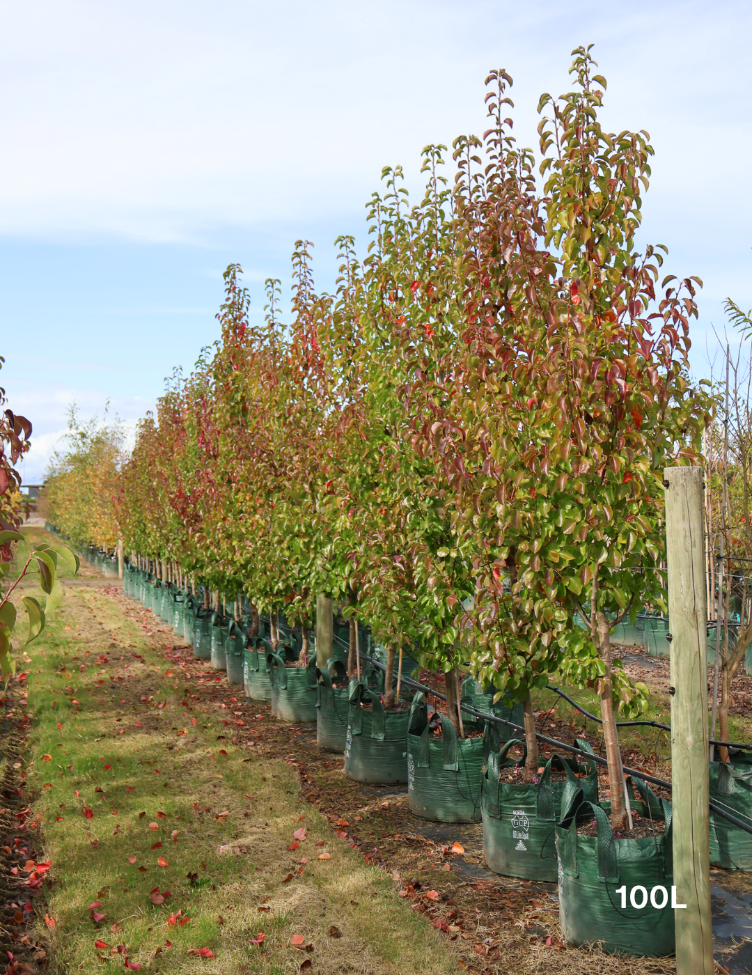 Pyrus calleryana 'Cleveland Select' - Evergreen Trees Direct
