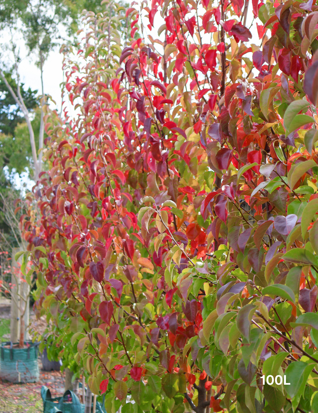 Pyrus calleryana 'Cleveland Select' - Evergreen Trees Direct