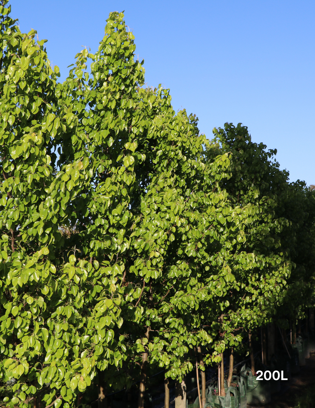 Pyrus calleryana 'Cleveland Select' - Evergreen Trees Direct