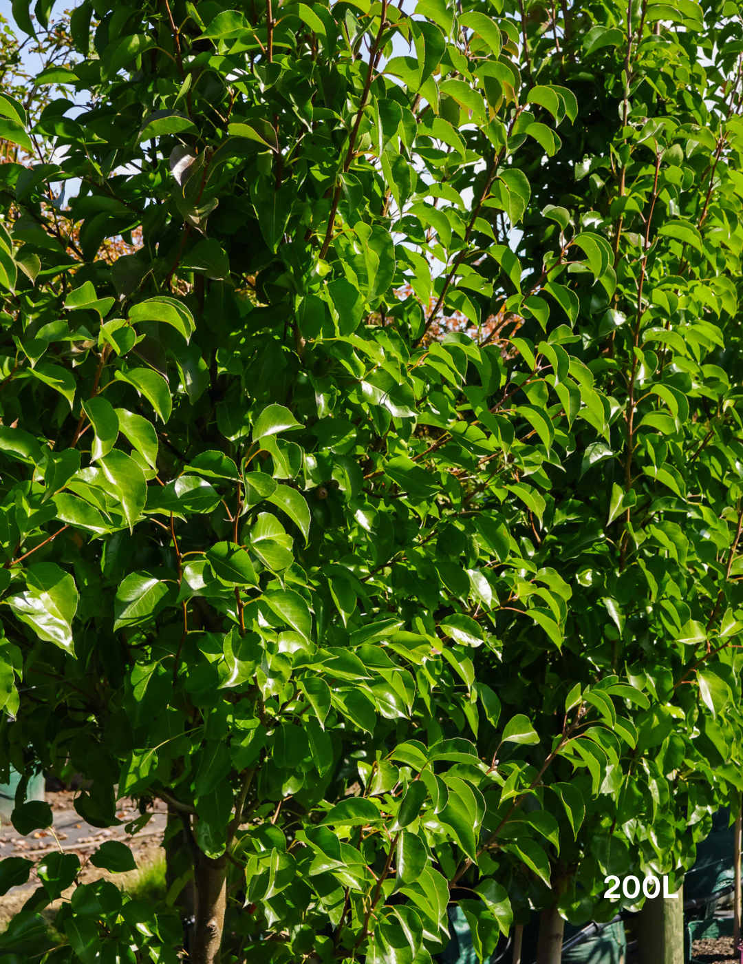 Pyrus calleryana 'Cleveland Select' - Evergreen Trees Direct